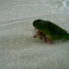 figgy the parrotlet  birdie birdie birdie  the sequel